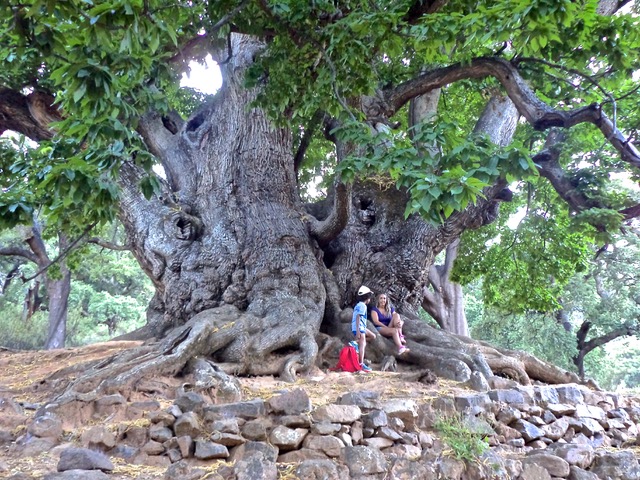 There is something unique about sitting by the 800-year-old Castaño Santo. Photo © Karethe Linaae